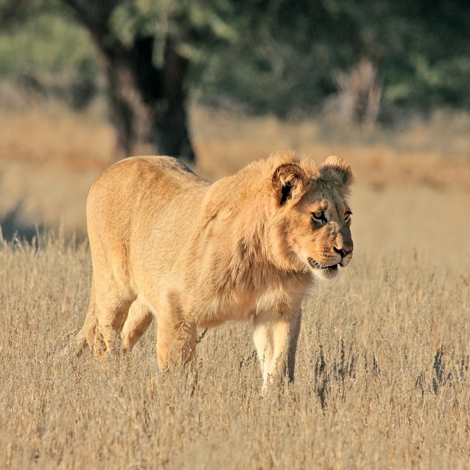 Kalahari Game Reserve