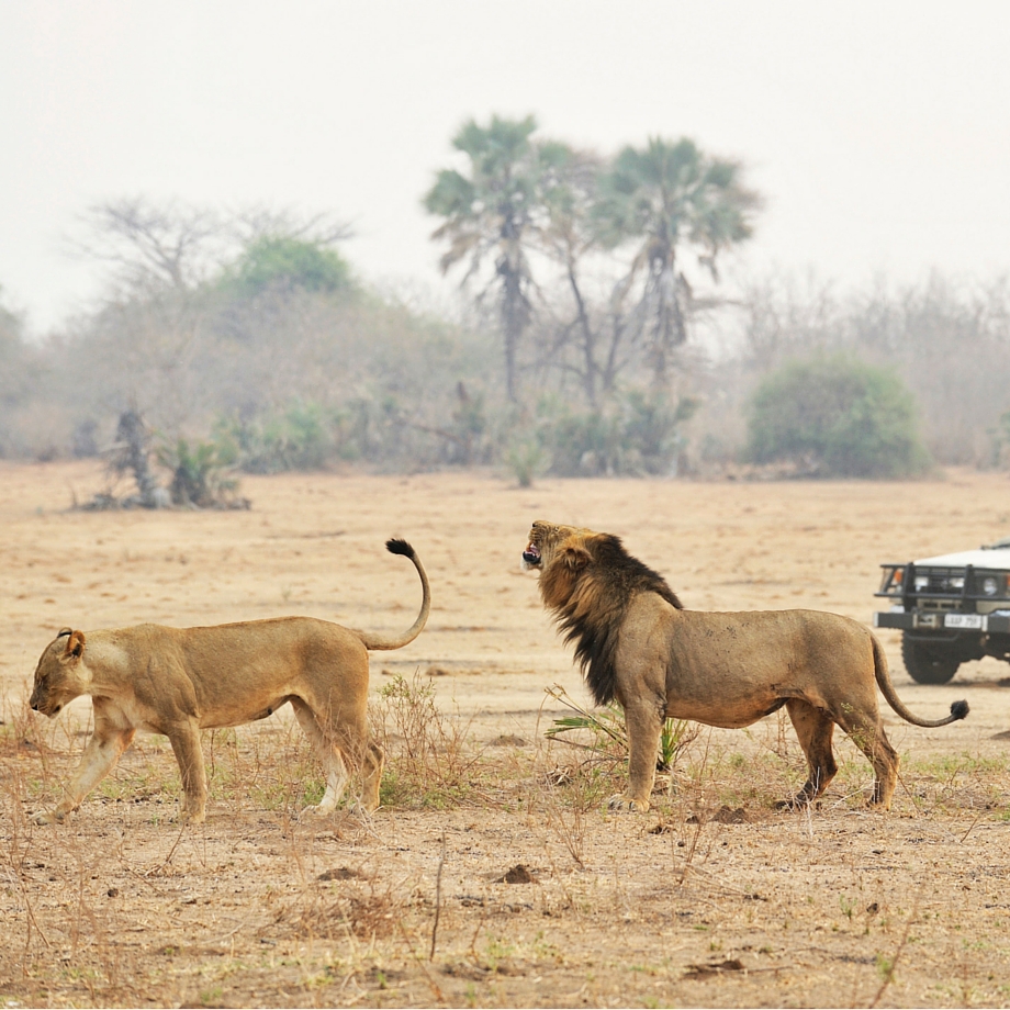 safari-zambia-chiawa camp3