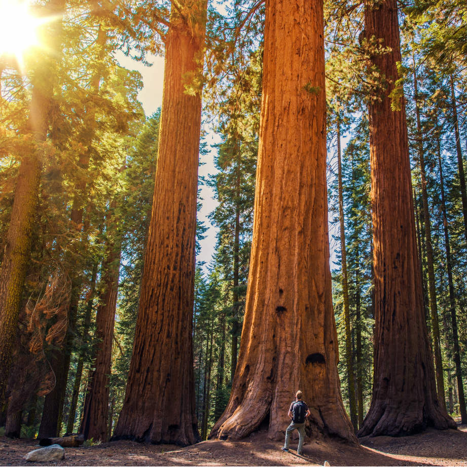 tour individuali stati uniti sequoia national park